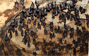 13 bats squeaking
